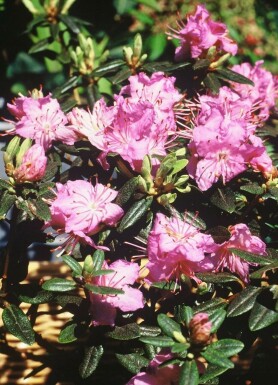 Rhododendron Rhododendron 'Ramapo' busk 20-30 potte C2
