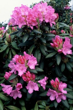 Rhododendron Rhododendron 'Roseum Elegans' busk 60-80 potte C10