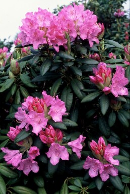 Rhododendron Rhododendron 'Roseum Elegans' busk 60-80 potte C10 Rhododendron 'Roseum Elegans' busk 60-80 cm