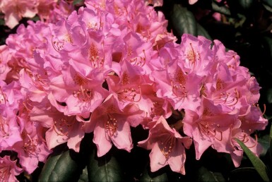 Rhododendron Rhododendron 'Roseum Elegans' busk 60-80 potte C12 Rhododendron 'Roseum Elegans' busk 60-80 cm