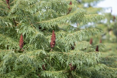 Rhus typhina 'Dissecta' C5 40-60