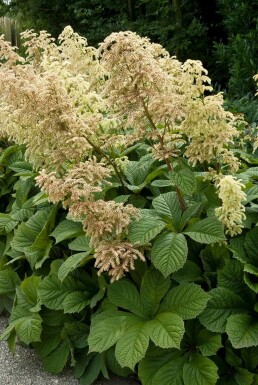 Kastanjeb ladet bronzeblad Rodgersia aesculifolia 5-10 potte P9 Rodgersia aesculifolia