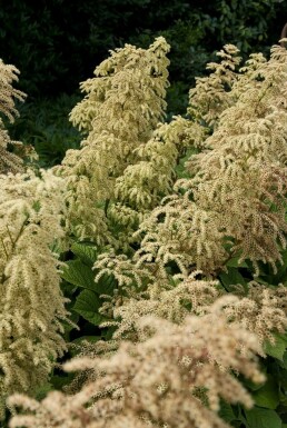 Kastanjeb ladet bronzeblad Rodgersia aesculifolia 5-10 potte P9 Rodgersia aesculifolia