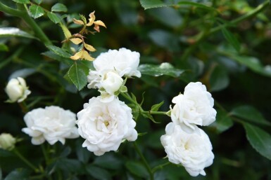 Rosa 'White Fairy' C2 10-15