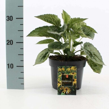 Strålesolhat Rudbeckia fulgida 'Goldsturm' 10-15 potte C2 Rudbeckia fulgida 'Goldsturm'