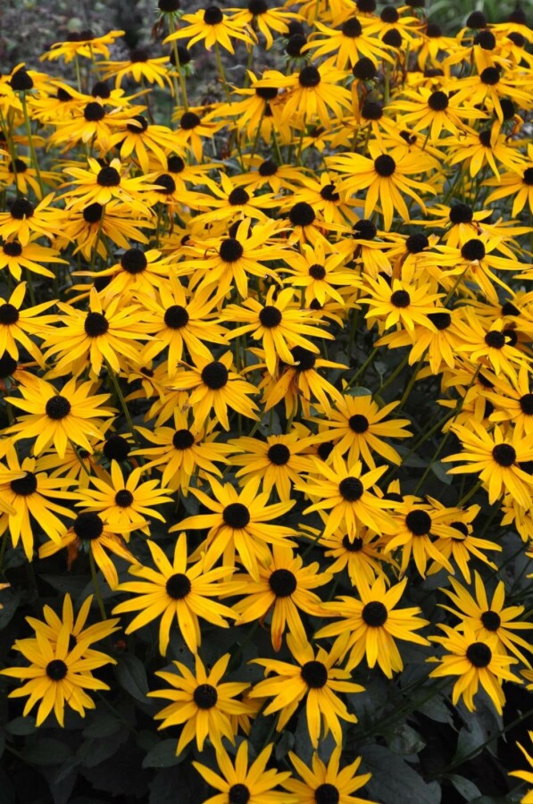 Strålesolhat Rudbeckia fulgida 'Goldsturm' 10-15 potte C2 Rudbeckia fulgida 'Goldsturm'