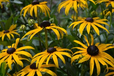 Strålesolhat Rudbeckia fulgida 'Goldsturm' 10-15 potte C2 Rudbeckia fulgida 'Goldsturm'