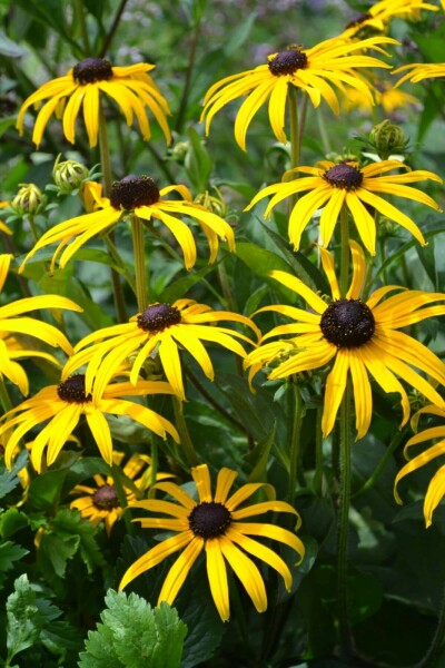 Strålesolhat Rudbeckia fulgida 'Goldsturm' 5-10 potte P9 Rudbeckia fulgida 'Goldsturm'
