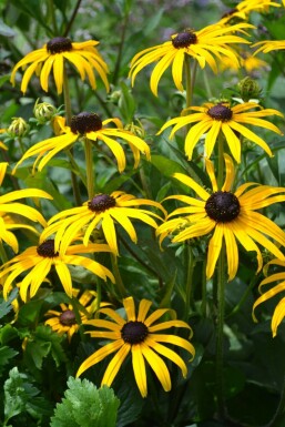 Strålesolhat Rudbeckia fulgida 'Goldsturm' 5-10 potte P9 Rudbeckia fulgida 'Goldsturm'