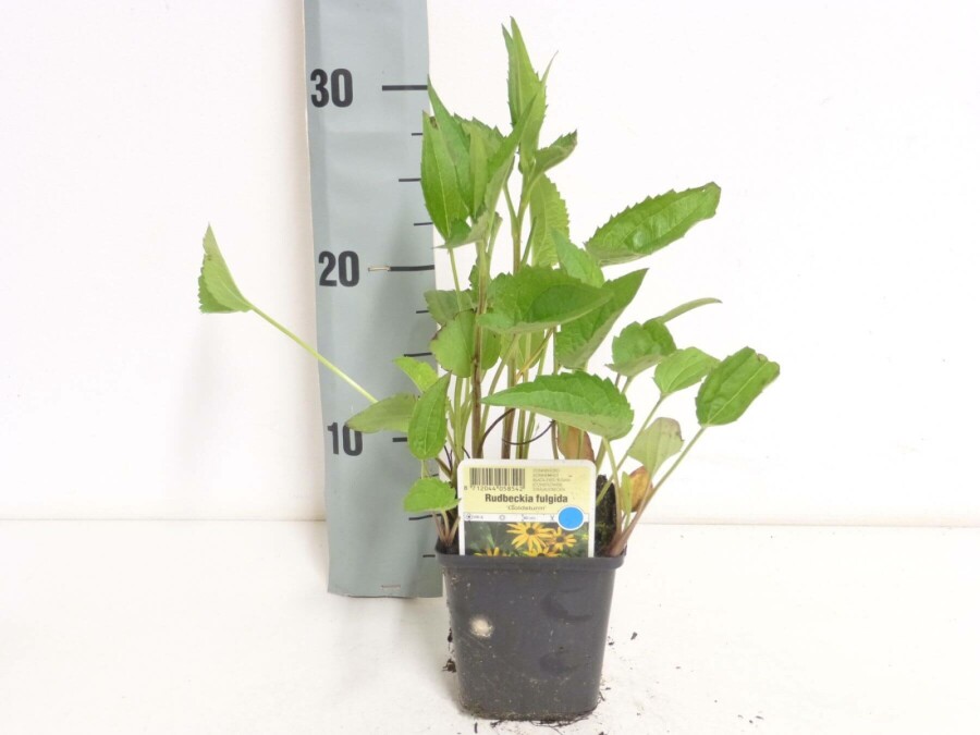 Strålesolhat Rudbeckia fulgida 'Goldsturm' 5-10 potte P9 Rudbeckia fulgida 'Goldsturm'