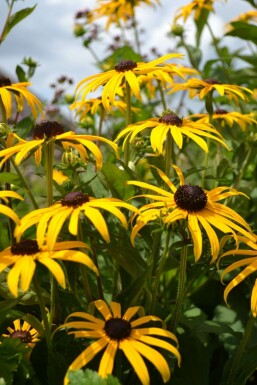 Strålesolhat Rudbeckia fulgida 'Goldsturm' 5-10 potte P9 Rudbeckia fulgida 'Goldsturm'