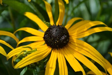 Strålesolhat Rudbeckia fulgida 'Goldsturm' 5-10 potte P9 Rudbeckia fulgida 'Goldsturm'
