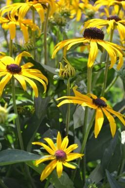 Strålesolhat Rudbeckia fulgida 'Goldsturm' 5-10 potte P9 Rudbeckia fulgida 'Goldsturm'