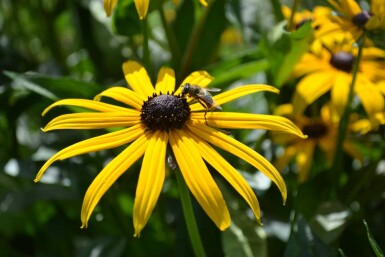 Strålesolhat Rudbeckia fulgida 'Goldsturm' 5-10 potte P9