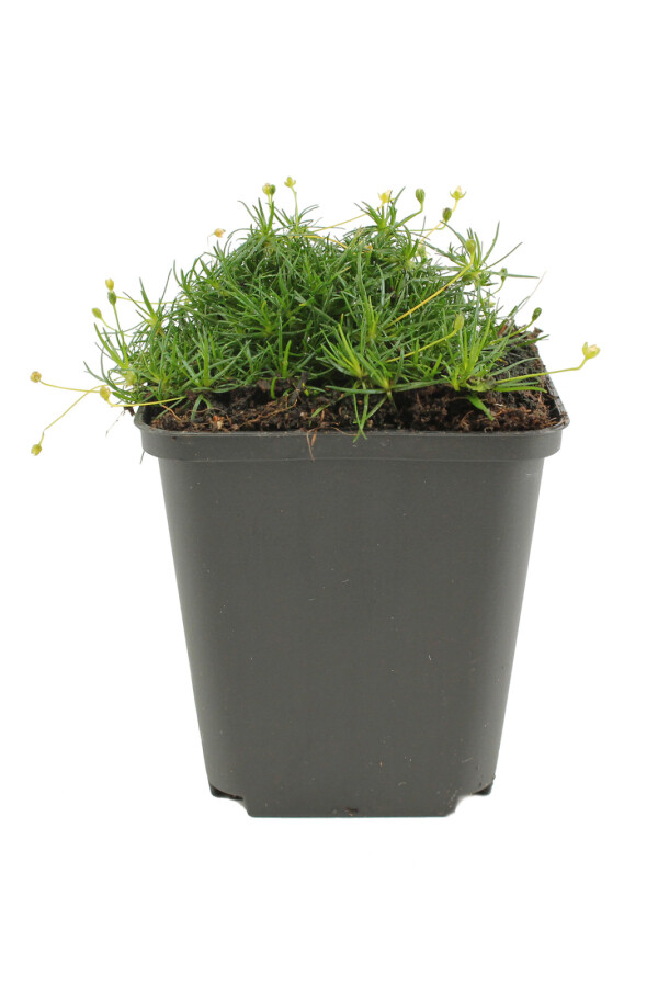 Sylbladet firling Sagina subulata 5-10 potte P9 Sagina subulata