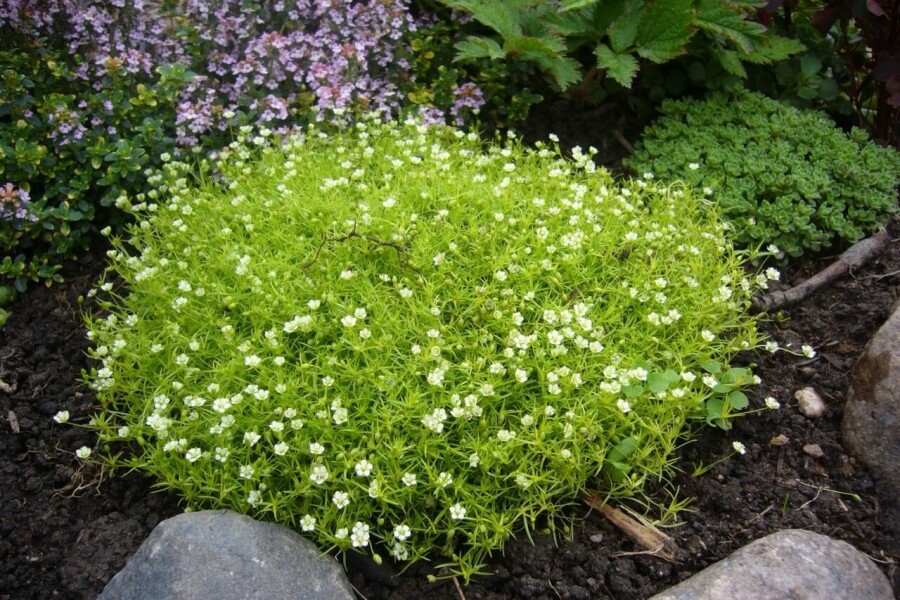 Sylbladet firling Sagina subulata 5-10 potte P9 Sagina subulata