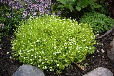 Sylbladet firling Sagina subulata 5-10 potte P9 Sagina subulata