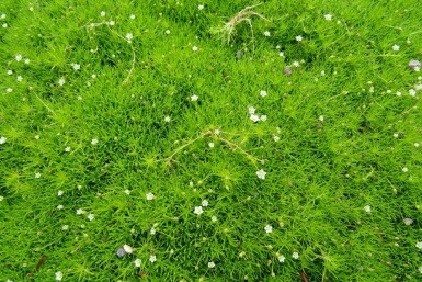 Sylbladet firling Sagina subulata 5-10 potte P9 Sagina subulata