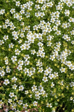 Sylbladet firling Sagina subulata 5-10 potte P9 Sagina subulata