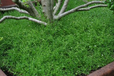 Sylbladet firling Sagina subulata 5-10 potte P9 Sagina subulata