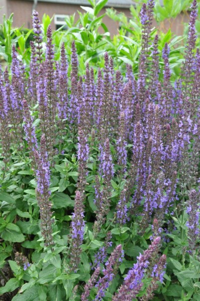 Småblomstret salvie Salvia nemorosa 'Blaukonigin' 5-10 potte P9 Salvia nemorosa 'Blaukonigin'