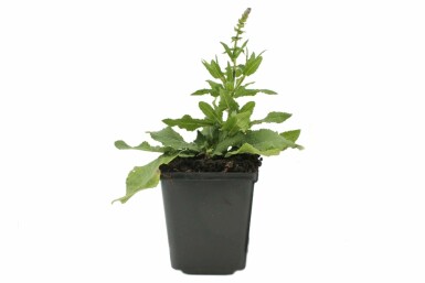 Småblomstret salvie Salvia nemorosa 'Blaukonigin' 5-10 potte P9