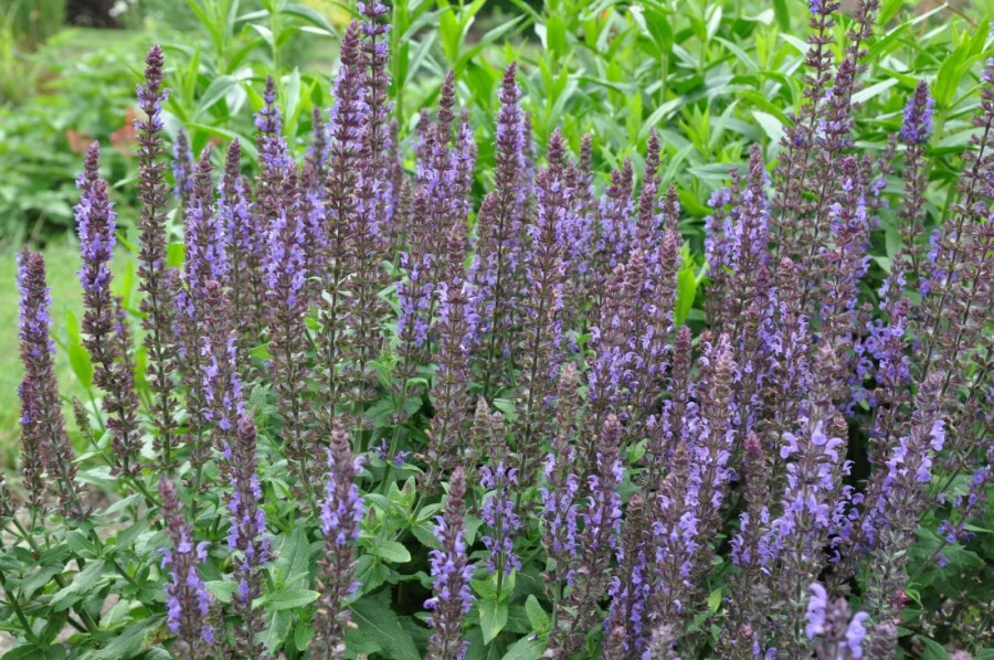 Småblomstret salvie Salvia nemorosa 'Blaukonigin' 5-10 potte P9 Salvia nemorosa 'Blaukonigin'