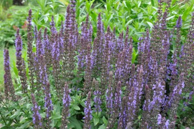 Småblomstret salvie Salvia nemorosa 'Blaukonigin' 5-10 potte P9 Salvia nemorosa 'Blaukonigin'