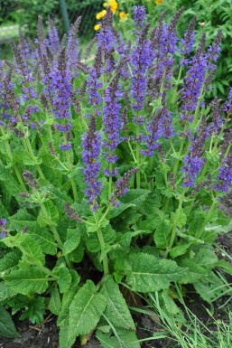 Småblomstret salvie Salvia nemorosa 'Mainacht' 5-10 potte P9 Salvia nemorosa 'Mainacht'
