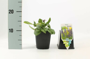 Småblomstret salvie Salvia nemorosa 'Mainacht' 5-10 potte P9