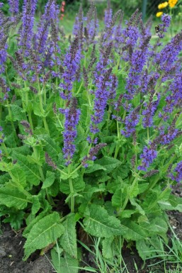 Småblomstret salvie Salvia nemorosa 'Mainacht' 5-10 potte P9