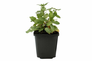 Småblomstret salvie Salvia nemorosa 'Ostfriesland' 5-10 potte P9