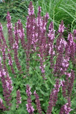Småblomstret salvie Salvia nemorosa 'Rose Queen' 5-10 potte P9 Salvia nemorosa 'Rose Queen'