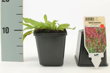 Småblomstret salvie Salvia nemorosa 'Rose Queen' 5-10 potte P9