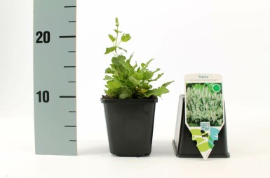 Småblomstret salvie Salvia nemorosa 'Schneehugel' 5-10 potte P9
