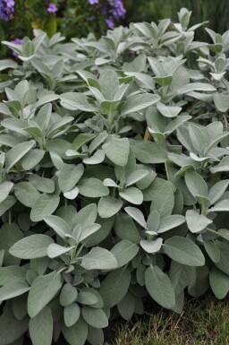 Lægesalvie Salvia officinalis 'Berggarten' 5-10 potte P9 Salvia officinalis 'Berggarten'