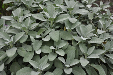 Lægesalvie Salvia officinalis 'Berggarten' 5-10 potte P9
