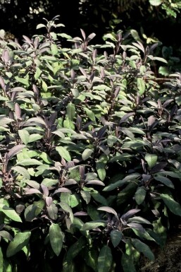 Kryddersalvie rødbladet Salvia officinalis 'Purpurascens' 5-10 potte P9
