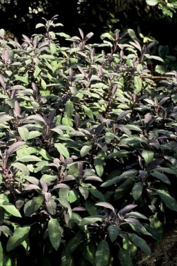 Kryddersalvie rødbladet Salvia officinalis 'Purpurascens' 5-10 potte P9 Salvia officinalis 'Purpurascens'