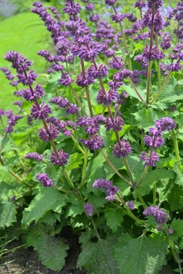 Salvia verticillata 'Purple Rain'