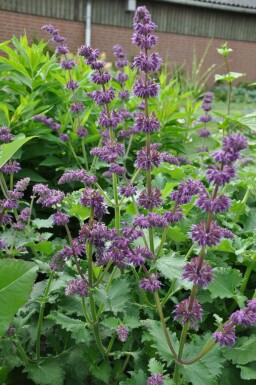Kranssalvie Salvia verticillata 'Purple Rain' 5-10 potte P9