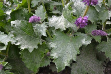Kranssalvie Salvia verticillata 'Purple Rain' 5-10 potte P9 Salvia verticillata 'Purple Rain'