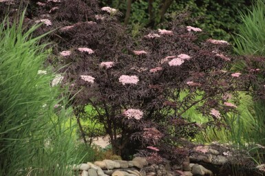 Rødbladet hyld Sambucus nigra 'Black Lace' busk 30-40 potte C10 Sambucus nigra 'Black Lace' busk 30-40 cm