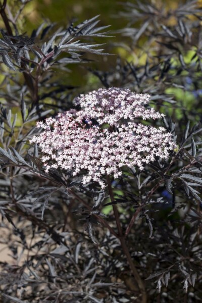 Rødbladet hyld Sambucus nigra 'Black Lace' busk 60-80 potte C12 Sambucus nigra 'Black Lace' busk 60-80 cm