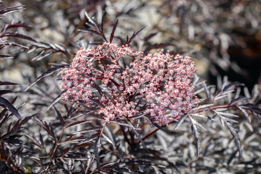 Rødbladet hyld Sambucus nigra 'Black Lace' busk 60-80 potte C12 Sambucus nigra 'Black Lace' busk 60-80 cm