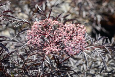 Rødbladet hyld Sambucus nigra 'Black Lace' busk 30-40 potte C3 Sambucus nigra 'Black Lace' busk 30-40 cm