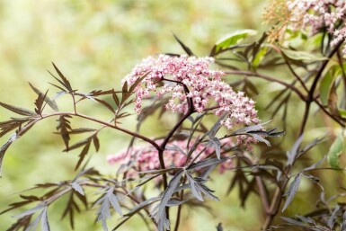 Rødbladet hyld Sambucus nigra 'Black Lace' busk 30-40 potte C3 Sambucus nigra 'Black Lace' busk 30-40 cm