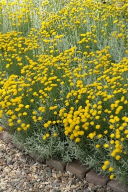 Intet billede tilgængeligt