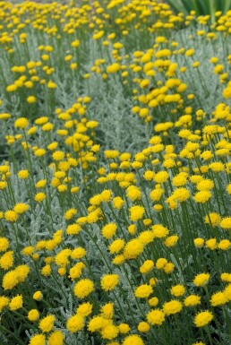 Almindelig cypresurt Santolina chamaecyparissus 10-15 potte C2 Santolina chamaecyparissus