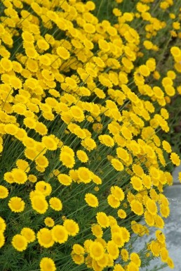 Almindelig cypresurt Santolina chamaecyparissus 10-15 potte C2 Santolina chamaecyparissus